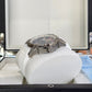 2022 Jacob & Co Epic Skeleton EX110.20.AA.AA.A